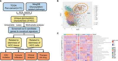 Integrated Multi-Omics Data Analysis Reveals Associations Between Glycosylation and Stemness in Hepatocellular Carcinoma